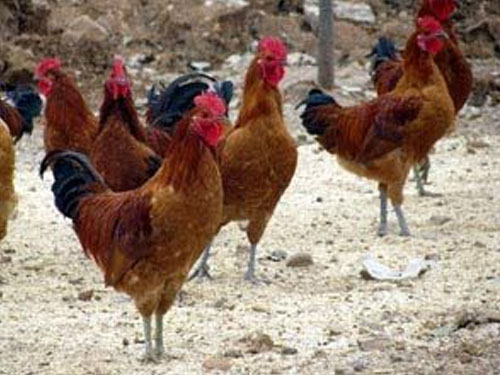 汶上芦花鸡价格上涨的原因是什么？