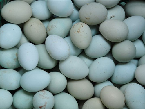 芦花鸡鸡蛋有那些营养价值？