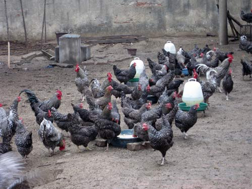 芦花鸡苗建设养鸡场的注意项目