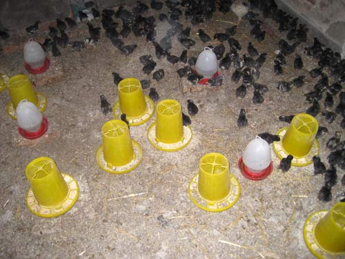 冬季饲养芦花鸡苗如何预防禽流感