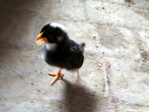 在芦花鸡养殖场使用的消毒剂有哪几种？